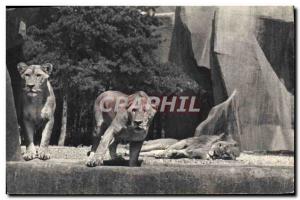 Modern Postcard Lion and lionesses on their tray Zoo, Bois de Vincennes Paris