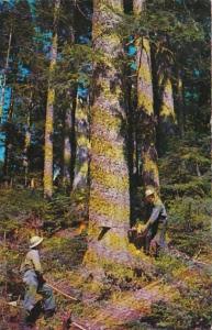 Washington Timber Falling In Western Washington 1960