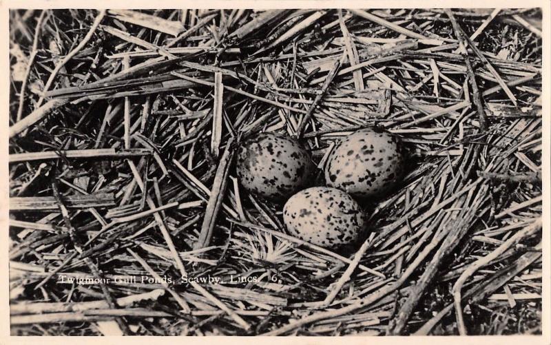 BR74946 twigmoor gull ponds egg  scawby uk real photo lincs