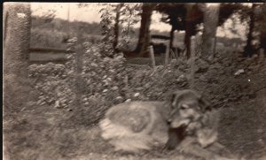 Postcard Real Photo Dog Laying Amongst Flower Bed in Grass RPPC