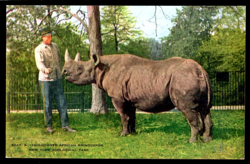 New York Zoological Park Two-Horned African Rhinoceros ~ DB