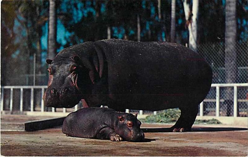 Hippopotamus Mother & Baby at San Diego Zoo CA Chrome