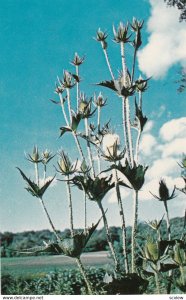 TEASEL (Dipsacus fullonum) , 1950-60s