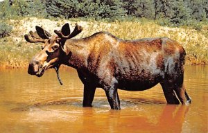 Bull Moose Moose Unused 