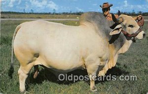 Grand Champion Brahman Bull Emperor Manson, Central Florida, USA Cow Unused 