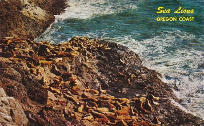 Oregon Coast Sea Lions Sunning On Shoreline At Sea Lion Caves