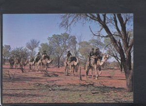 Animals Postcard - Camels - Australian Aborigines on Walkabout      RR4412