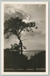 San Diego California~Long Pine~Tarrey Pine~1940s Real Photo Postcard~RPPC