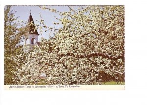 Apple Blossom Time, Annapolis Valley, Church, Nova Scotia,