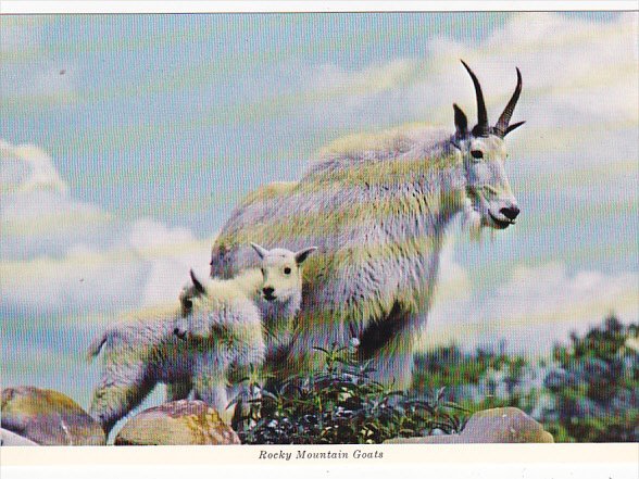 Canada Rocky Mountain Goats British Columbia
