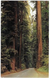 Avenue of the Giant Redwood Trees Follows the Pacific Coast Oregon