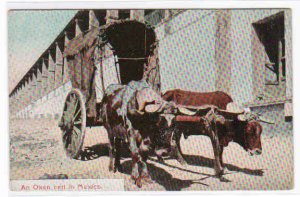 Ox Wagon Cart in Street Mexico 1910c postcard