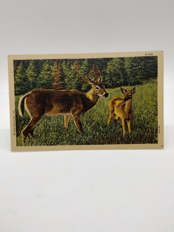 Postcard Deer Whitetail Doe with Fawn Linen Unposted Wildlife Scene