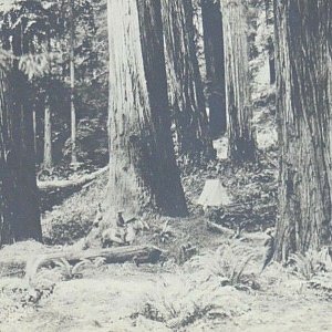 Vintage postcard RPPC CA giant redwoods woman on horse