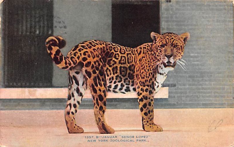 Jaguar Senor Lopez New York Zoological Park, USA 1914 