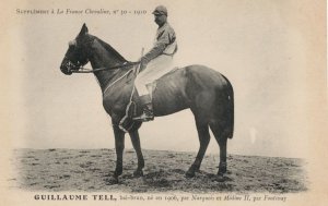 Guillaume Tell La France Chevaline 1906 Race Horse & Jockey PB Postcard