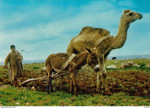 Farming ; Laboureur Marocain , 50-60s ; Camel Plow