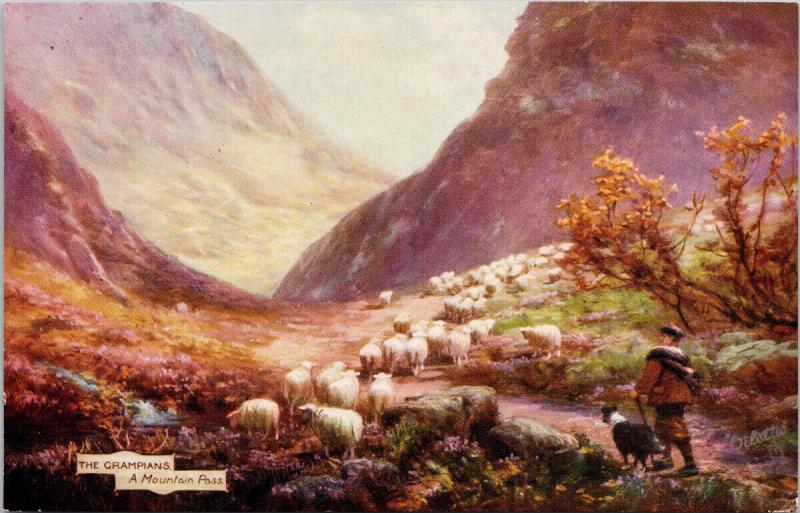 The Grampians A Mountain Pass Scotland Sheep Dog TUCK Unused Postcard D78