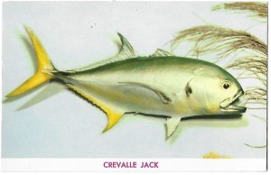 Crevalle Jack Fish Strike at Bait Hooking Themselves Up to  20 lbs