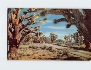 Postcard Joshua Tree Forest, Arizona