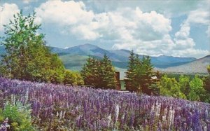 Lupine Blossoms Presidential Range 1961