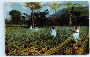 Cordoba Mexico Plantio de Pinas Pineapple Plantation Field Vintage Postcard B56