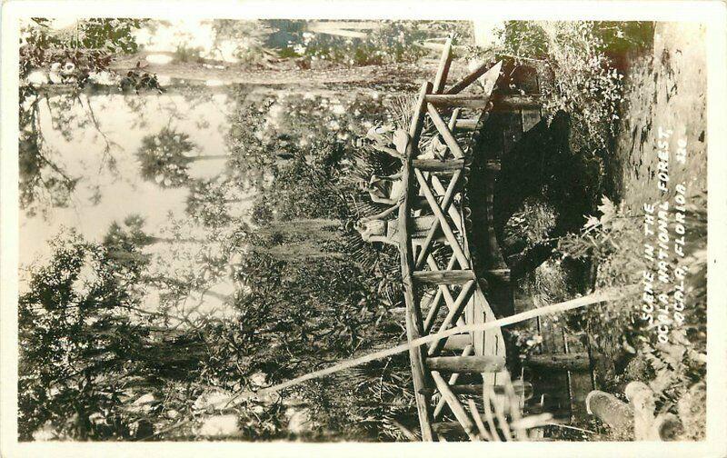 1930s Ocala Florida National Forest Scene RPPC Photo Postcard 5785