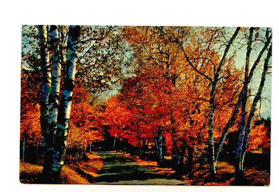 Autumn Trees,  Greetings from Morehead City, North Carolina