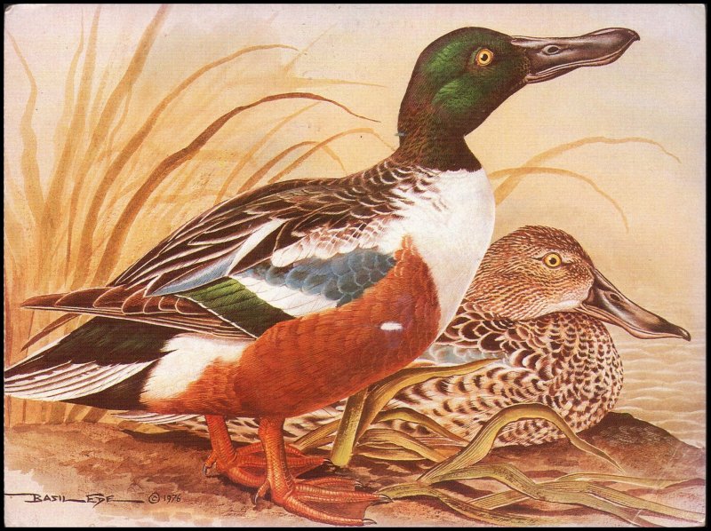 United Kingdom Post card - Shoveler by Basil Ede, 1995 used