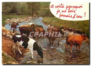 Postcard Modern Cows