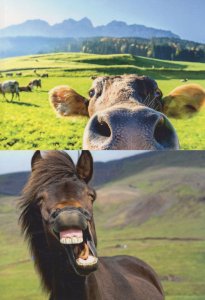 Donkey Diagonal Mouth & Farm Cattle 2x Comic Postcard s