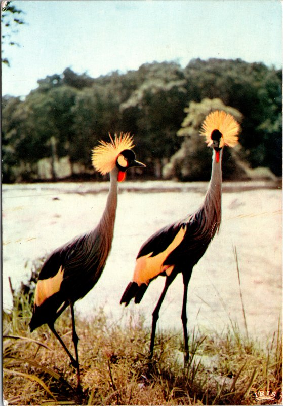 Afric an Fauna Tufted Cranes Postcard used 1975 Kenya