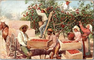 1907 Farm Harvesting Apples Farmers Antique Postcard Black Americana Tipton KO8