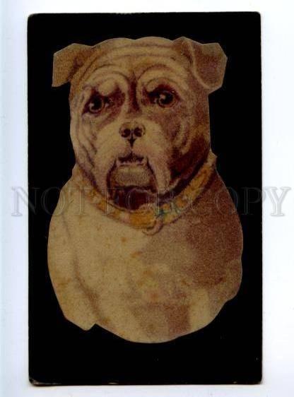 156494 ENGLISH BULLDOG Portrait applique paper pile Vintage PC