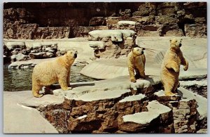 Vtg Missouri MO St Louis Zoological Garden Bear Pit Polar Bears Zoo Postcard