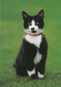 Socks - America's First Cat, Washington, DC - President Clinton's Cat - Animal