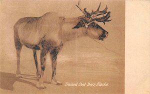 TRAINED SLED DEER ALASKA POSTCARD (c. 1910)