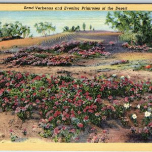 1938 Near Tucson, AZ Flowers Sand Verbenas Evening Primroses Linen Teich PC A246