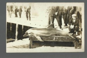 Panama City FLORIDA RP 1913 PORPOISE FISHING Fisherman POSING Trophy Dolphin