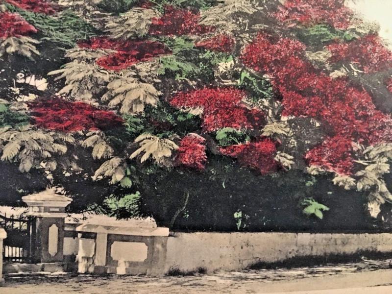 Postcard  The Royal Poncianna Tree in Bloom, Bermuda    X1