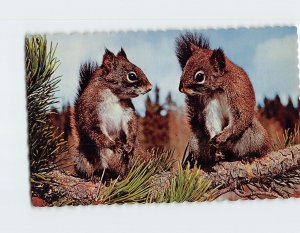 Postcard Two Squirrels Greetings from Pickerel Bay Lodge Ontario Canada