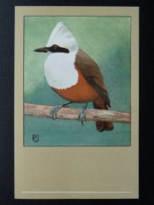 Bird Theme WHITE CRESTED JAY THRUSH c1950s Postcard by P. Sluis Series 10 No.115