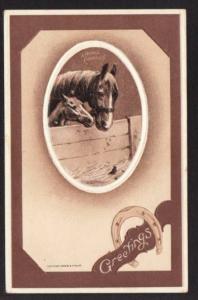 A Noble Charger Horse Salke Postcard 5731