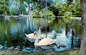 Canada Victoria Beacon Hill Parl Royal Swans In Goodacre Lake