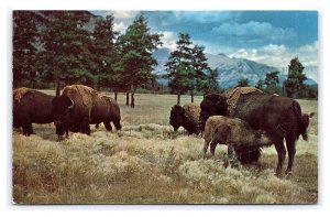 Buffalo Or Bison Postcard