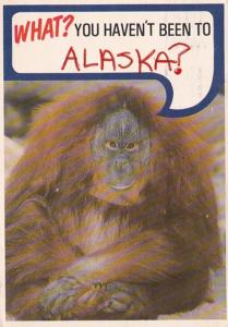 Alaska Humour Orangutan What You Haven't Been To Alaska 1986