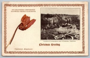 Postcard Flower From Palestine Cyclamen Aleppicum  Israel Jerusalem Christmas