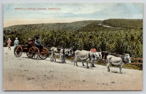 Barbados Donkeys Carting Manjak Postcard B46