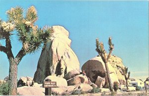 Hidden Valley Campground Joshua Tree National Monument California Postcard