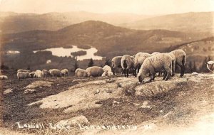 Londonderry Vermont Lowell Lake Sheep Real Photo Postcard AA50853